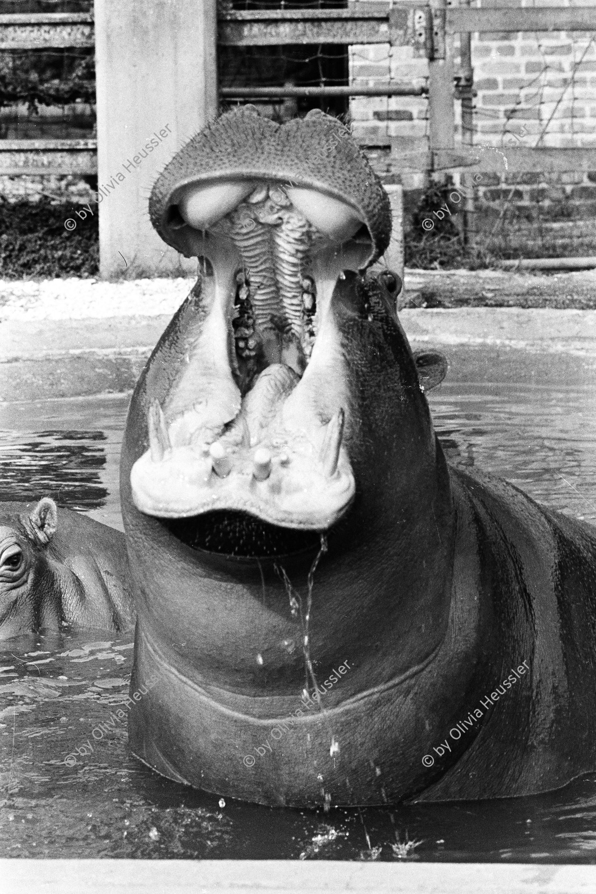 Image of sheet 19780130 photo 35: Nilpferd im Zoo. New Orleans USA
USA U.S.A. New Orleans Louisiana 1978 √ hippopotamus animal open mouth teeth
© 1978, by OLIVIA HEUSSLER / www.clic.li