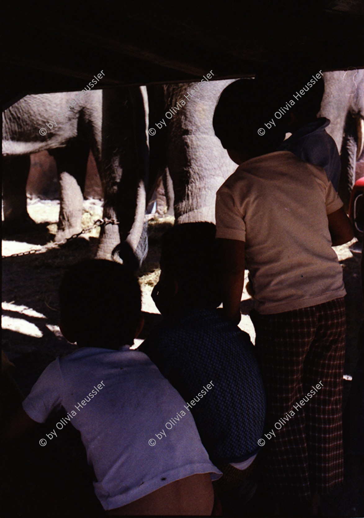 Image of sheet 19780150 photo 14: Elefanten aus dem Zirkus werden von Kindern bestaunt, San Miguel de Allende, Mexico 1978.