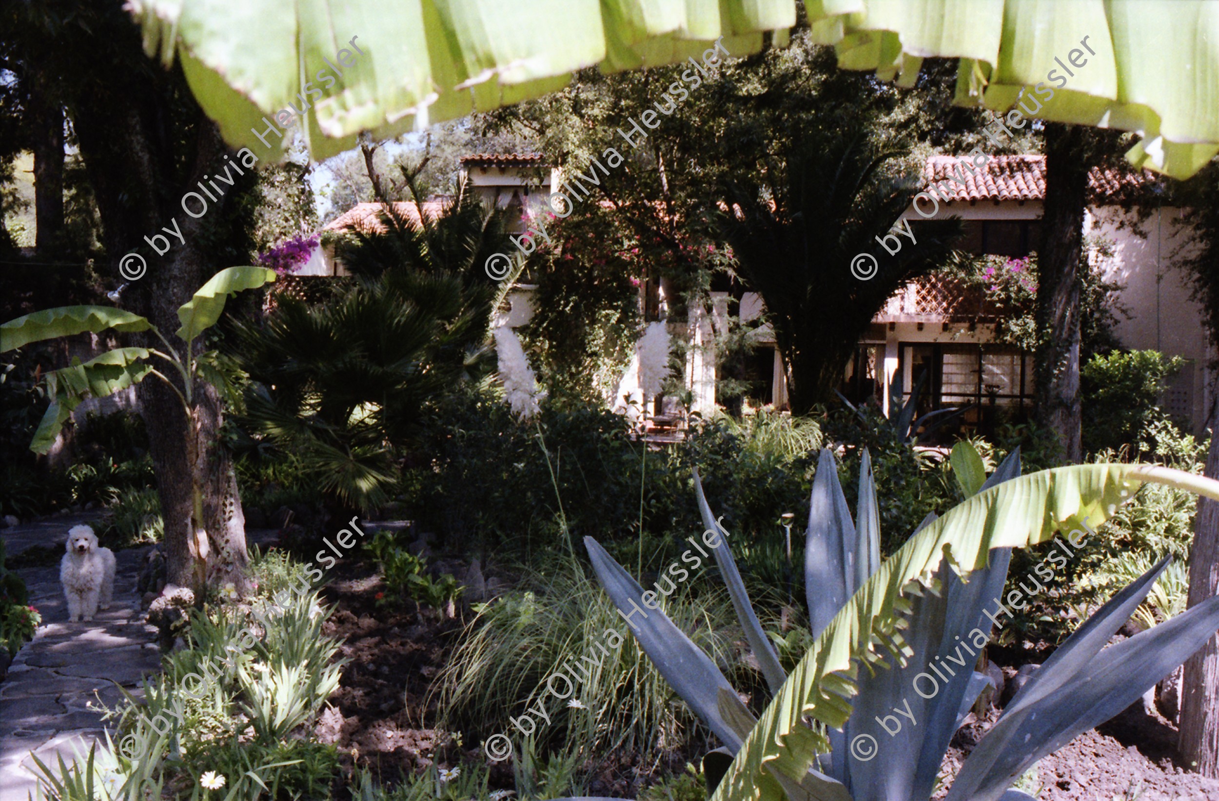 Image of sheet 19780150 photo 34: Im Haus des Schauspielers Robert Florian (La grande Illusion) San Miguel de Allende, Mexico 1978.