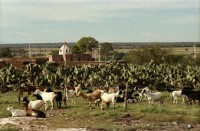 Image of sheet 19780150 photo 5: Ziegenherde, San Miguel de Allende Mexico, 1978.