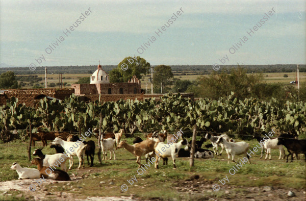 Image of sheet 19780150 photo 5: Ziegenherde, San Miguel de Allende Mexico, 1978.