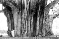 Image of sheet 19780160 photo 17: Der Árbol del Tule, deutsch Baum von Tule, ist ein etwa 1200–3000 Jahre altes Baumexemplar der Art Mexikanische Sumpfzypresse (Taxodium mucronatum). Mit einem Stammdurchmesser von 14,05 Metern ist er der dickste Baum der Welt. 42m Umfang. 
Mexico 1978 √

El Árbol del Tule (Spanish for The Tree of Tule) is a tree located in the church grounds in the town center of Santa María del Tule in the Mexican state of Oaxaca, approximately 9 km east of the city of Oaxaca on the road to Mitla. It is a Montezuma cypress (Taxodium mucronatum), or ahuehuete (meaning "old man of the water" in Nahuatl). It has the stoutest trunk of any tree in the world. In 2001 it was placed on a UNESCO tentative list of World Heritage Sites.