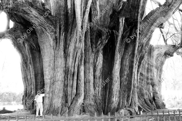 Image of sheet 19780160 photo 17: Der Árbol del Tule, deutsch Baum von Tule, ist ein etwa 1200–3000 Jahre altes Baumexemplar der Art Mexikanische Sumpfzypresse (Taxodium mucronatum). Mit einem Stammdurchmesser von 14,05 Metern ist er der dickste Baum der Welt. 42m Umfang. 
Mexico 1978 √

El Árbol del Tule (Spanish for The Tree of Tule) is a tree located in the church grounds in the town center of Santa María del Tule in the Mexican state of Oaxaca, approximately 9 km east of the city of Oaxaca on the road to Mitla. It is a Montezuma cypress (Taxodium mucronatum), or ahuehuete (meaning "old man of the water" in Nahuatl). It has the stoutest trunk of any tree in the world. In 2001 it was placed on a UNESCO tentative list of World Heritage Sites.