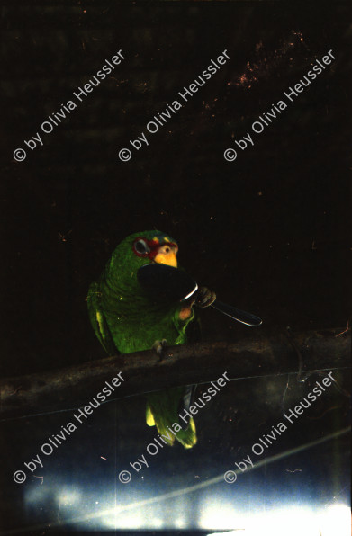 Image of sheet 19780170 photo 2: kleiner Papagei Lora isst aus Löffel  Mexico Fischerin Frau verkauft Fische
Stoff weben Weberei Guatemala Indio Indianer Gruppe Kinder auf der Strasse 
Mann trägt Maiskolben auf dem Rücken Kirchen