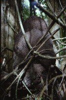 Image of sheet 19780190 photo 4: Belize Guatemala  Olivia unterwegs im Dschungel von Tikal und in Boot im Atlantik auf dem Weg zu den Riffs Stierkampf mit Kühen! in Guatemala mit Paco Pardo Mexico am warten