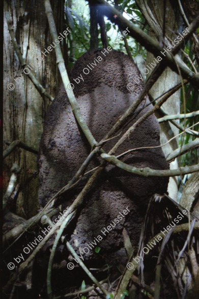 Image of sheet 19780190 photo 4: Belize Guatemala  Olivia unterwegs im Dschungel von Tikal und in Boot im Atlantik auf dem Weg zu den Riffs Stierkampf mit Kühen! in Guatemala mit Paco Pardo Mexico am warten