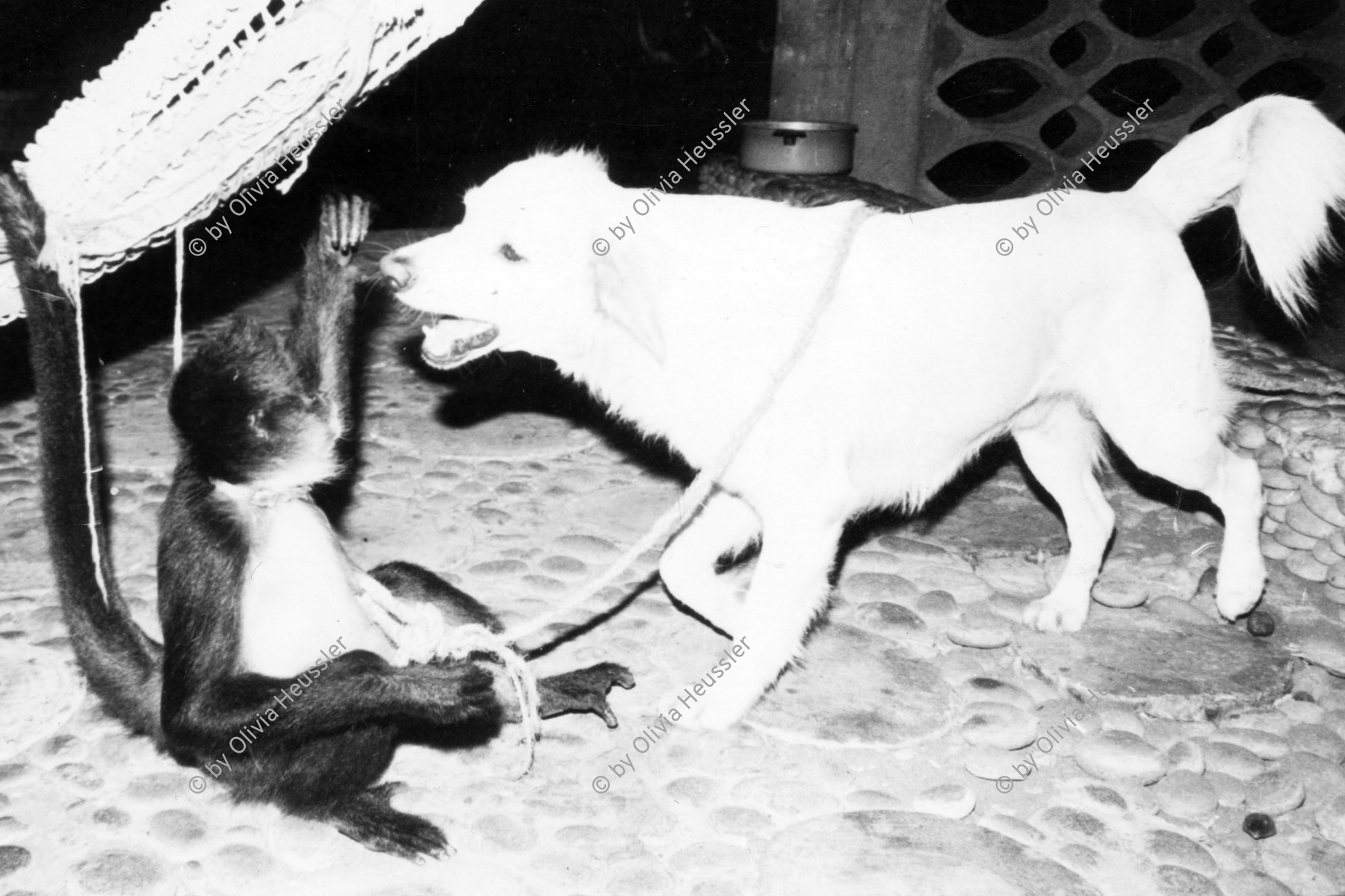 Image of sheet 19790010 photo 7: dog plays with monkey spider 
Hund spielt mit Spinnen Affe. Hängematte.
El Salvador 
dog plays  with monkey hammock

© 1979, by OLIVIA HEUSSLER / www.clic.li √