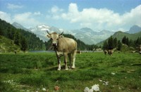 Image of sheet 19790071 photo 8: Rind auf Alp, Cavloc-See Maloja Engadin Graubünden, 1979.