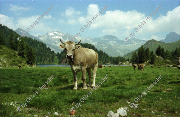 Image of sheet 19790071 photo 8: Rind auf Alp, Cavloc-See Maloja Engadin Graubünden, 1979.