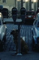Image of sheet 19793000 photo 15: leer