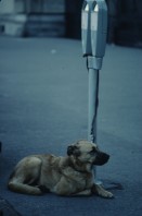 Image of sheet 19793000 photo 16: leer