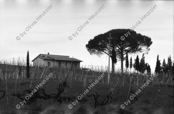 Image of sheet 19800040 photo 10: Haus in der Toscana. 1980 Italien Siena

8888