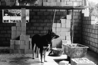 Image of sheet 19800321 photo 9: Hund im AJZ auf der Baustelle.Szenen aus dem AJZ. 
Jugendbewegung Bewegig AJZ Zürcher Jugendunruhen Demonstrationen
Zürich youth movement protest 1980 √