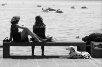 Image of sheet 19800371 photo 31: Sich Sonnende mit Dalmatiner am Zürichsee. Hund. TouristInnen. Zürich 1980