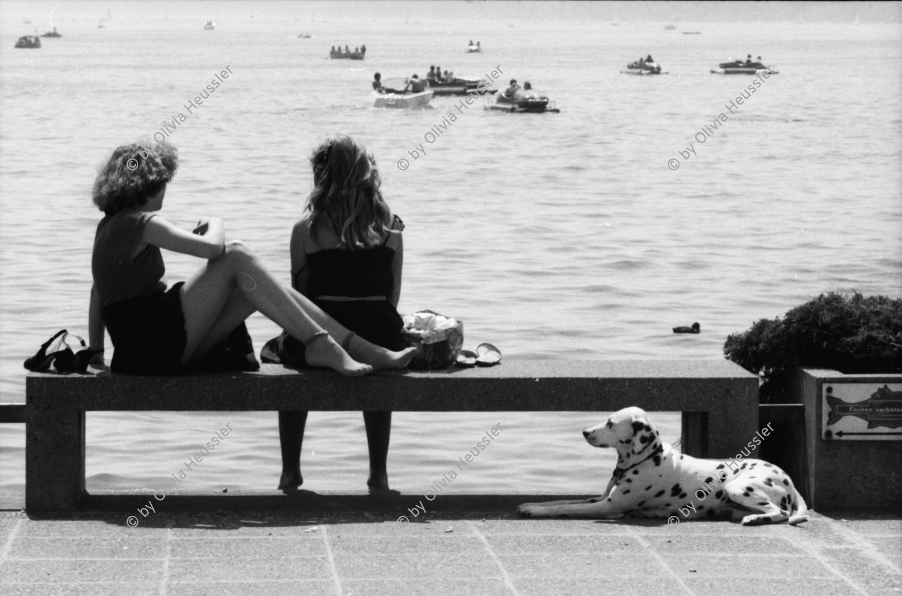 Image of sheet 19800371 photo 31: Sich Sonnende mit Dalmatiner am Zürichsee. Hund. TouristInnen. Zürich 1980