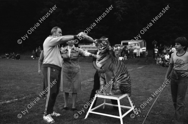 Image of sheet 19800380 photo 19: Tiger trinkt aus Flasche. Zürich 1980