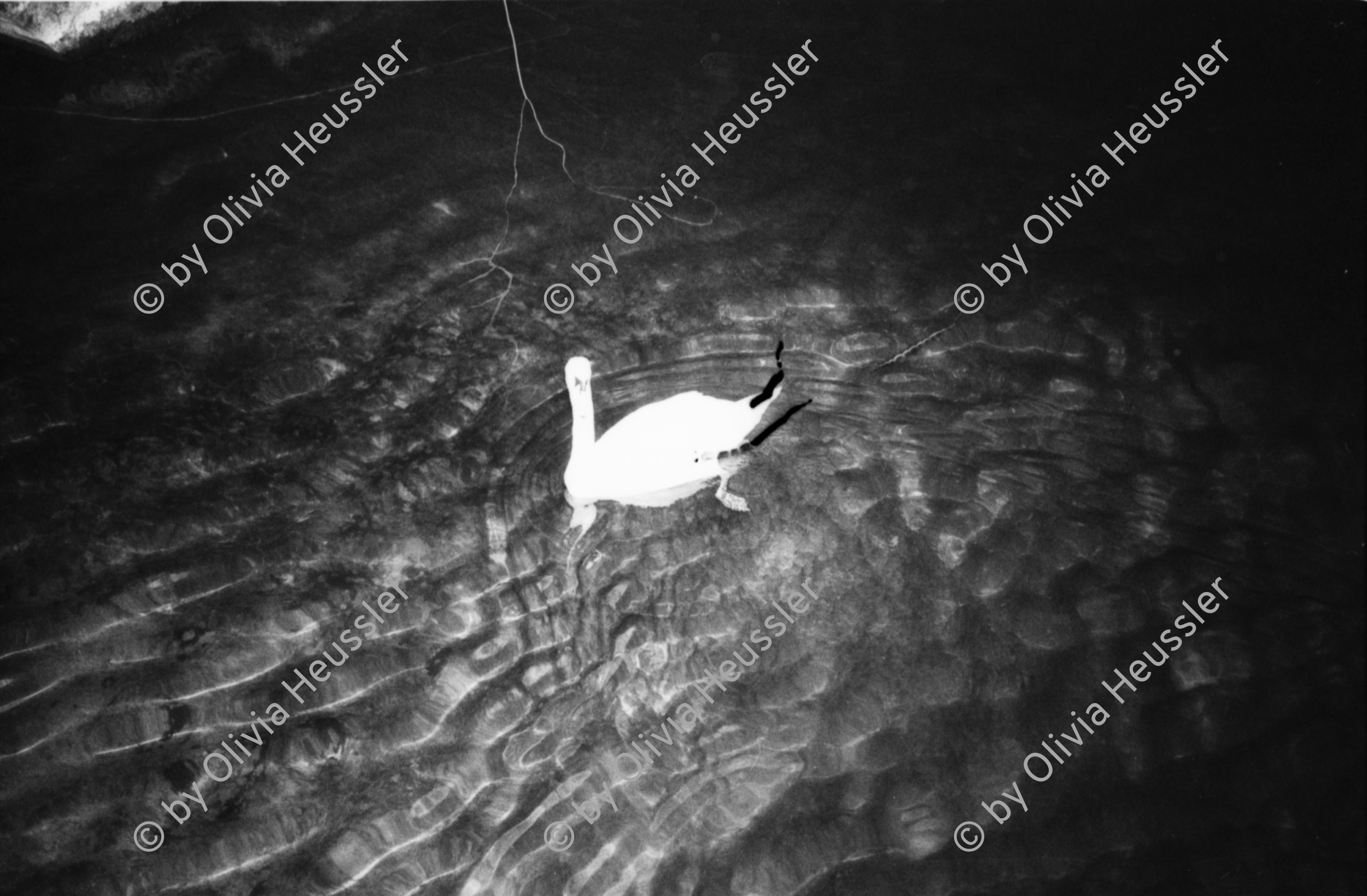 Image of sheet 19800580 photo 27: Weihnachtsbeleuchtung mit Lichter Girlanden an Bäumen dem Limmatquai entlang. Mit Fraumünster Kirche.Key