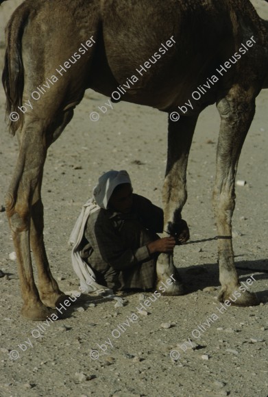 Image of sheet 19803002 photo 102: Beduin with a Dromedary in the Sinai Desert, Israel 1980.