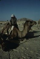 Image of sheet 19803002 photo 103: Beduin loading his dromedary in the Sinai Desert, Israel 1980.