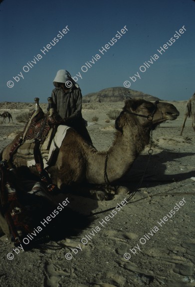 Image of sheet 19803002 photo 103: Beduin loading his dromedary in the Sinai Desert, Israel 1980.