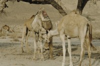 Image of sheet 19803002 photo 107: Dromedare in der Sinai Wueste, Israel Palaestina 1980.