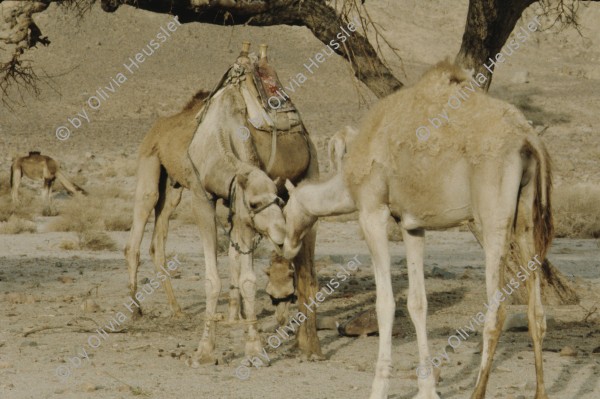 Image of sheet 19803002 photo 107: Dromedare in der Sinai Wueste, Israel Palaestina 1980.