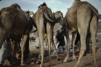 Image of sheet 19803002 photo 108: Beduine traenkt seine Dromedare an einem Brunnen in der Sinai Wueste, Israel Palaestina 1980.