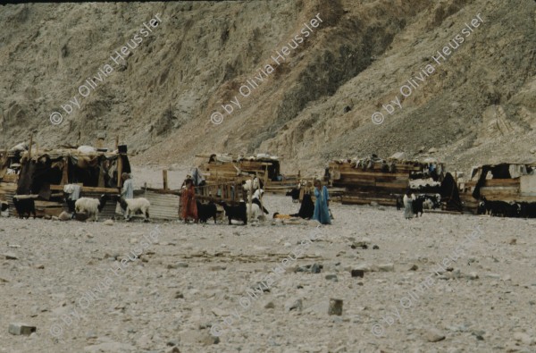 Image of sheet 19803002 photo 113: Beduin camp in the Sinai Desert, Israel 1980.