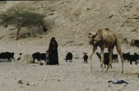 Image of sheet 19803002 photo 114: Beduin Woman with child and camel in the Sinai Desert, Israel 1980.