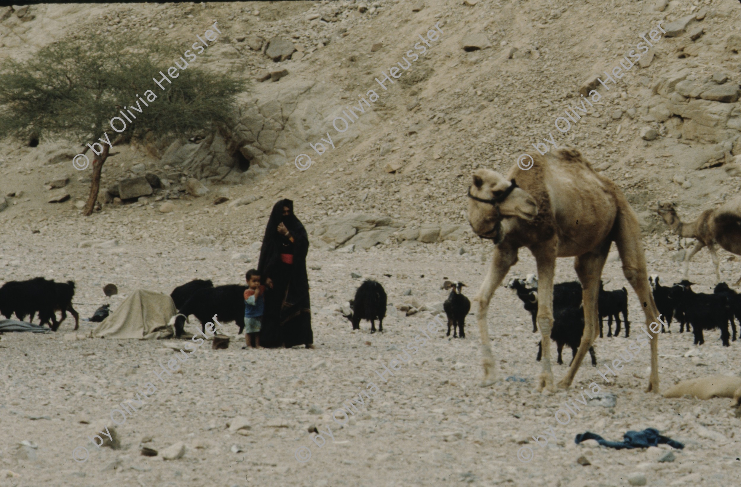 Image of sheet 19803002 photo 114: Beduin Woman with child and camel in the Sinai Desert, Israel 1980.