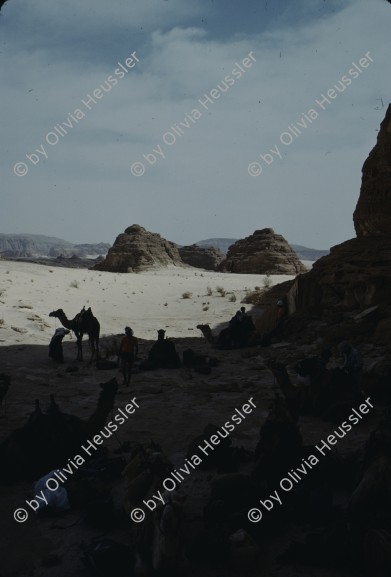 Image of sheet 19803002 photo 120: Tourists with Friends of Nature and Beduins at the Sinai Desert, Israel 1980.