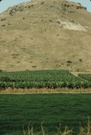 Image of sheet 19803002 photo 142: Bananen Plantage an der Jordanischen Grenze, Palästina Israel 1980.