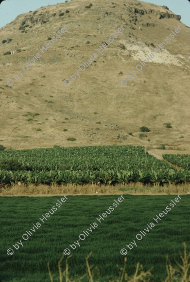 Image of sheet 19803002 photo 142: Bananen Plantage an der Jordanischen Grenze, Palästina Israel 1980.