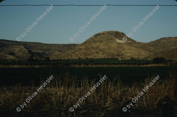 Image of sheet 19803002 photo 143: Bananen Plantage an der Jordanischen Grenze. Palestine Israel 1980.