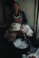 Image of sheet 19803002 photo 15: Frau rupft ein Huhn am Markt, East-Jerusalem Palestine 1980.