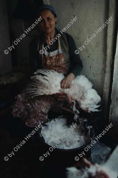 Image of sheet 19803002 photo 15: Frau rupft ein Huhn am Markt, East-Jerusalem Palestine 1980.