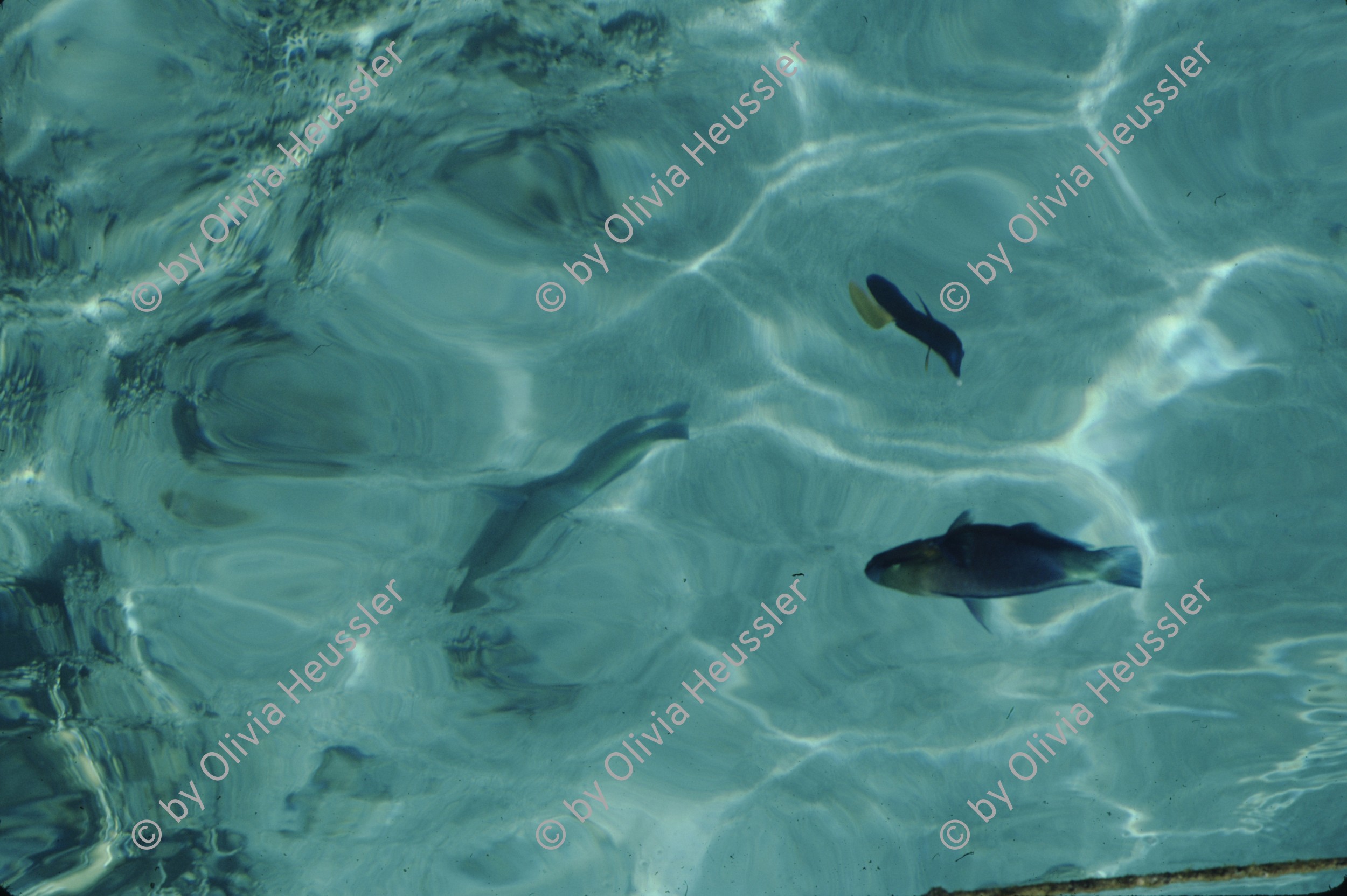 Image of sheet 19803002 photo 24: Fische im roten Meer, Sinai, Israel 1980.