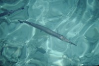 Image of sheet 19803002 photo 25: Fische im roten Meer, Sinai, Israel 1980.