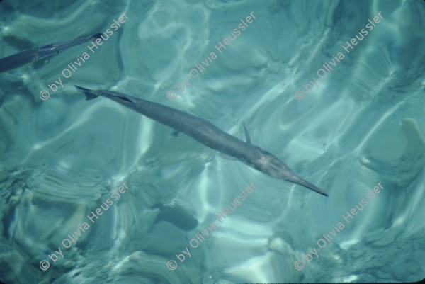 Image of sheet 19803002 photo 25: Fische im roten Meer, Sinai, Israel 1980.