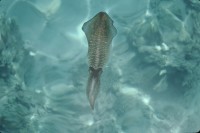Image of sheet 19803002 photo 27: Fische im roten Meer, Sinai, Israel 1980.