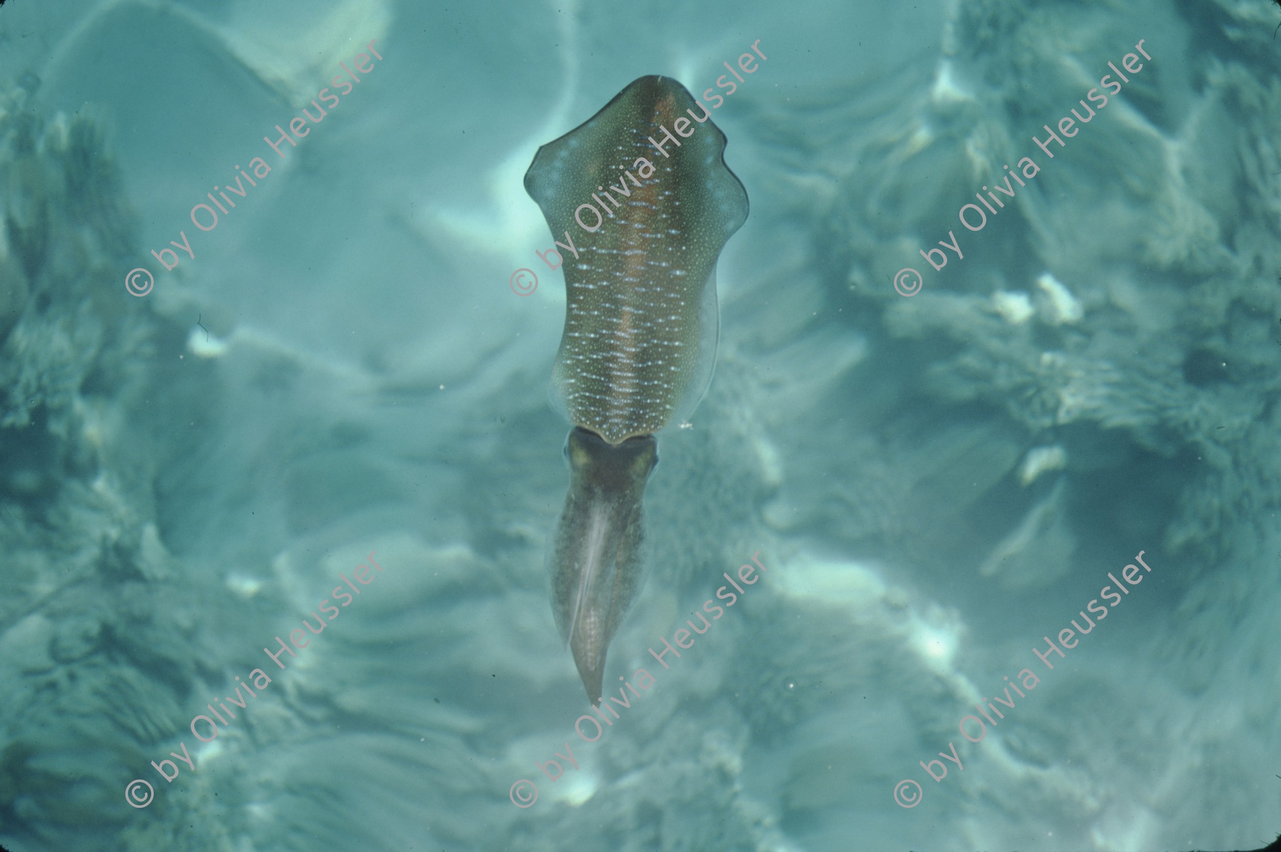 Image of sheet 19803002 photo 27: Fische im roten Meer, Sinai, Israel 1980.