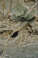 Image of sheet 19803002 photo 28: Insekten auf Pflanze in der Wüste, Sinai, Israel 1980.