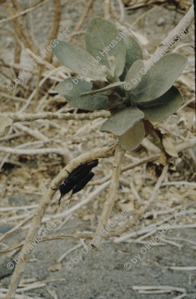 Image of sheet 19803002 photo 28: Insekten auf Pflanze in der Wüste, Sinai, Israel 1980.