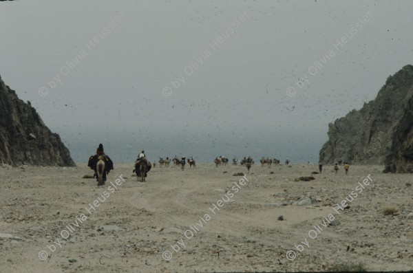 Image of sheet 19803002 photo 3: Touristengruppe mit Kamelen am Roten Meer, Sinai, Israel 1980.