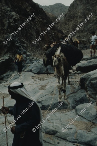 Image of sheet 19803002 photo 63: Beduinen führen eine Touristengruppe durch Wadis in der Wüste Sinai, Israel 1980.