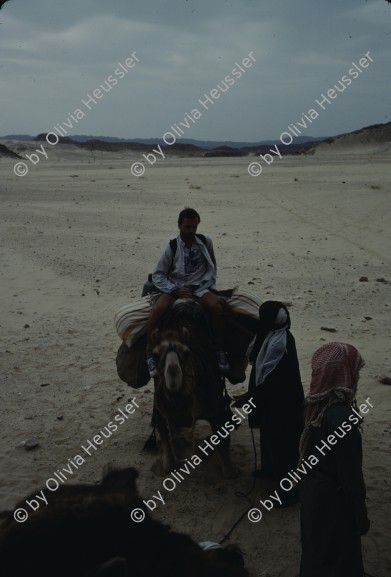 Image of sheet 19803002 photo 64: Tourist auf Kamel mit Beduinen, Sinai Wüste, Israel 1980.