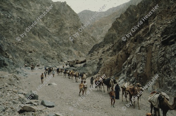 Image of sheet 19803002 photo 65: Touristengruppe mit Kamelen, Sinai Wüste, Israel 1980.