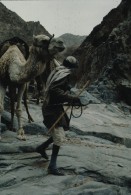 Image of sheet 19803002 photo 69: Beduine mit Kamelen, Sinai Wüste, Israel 1980.