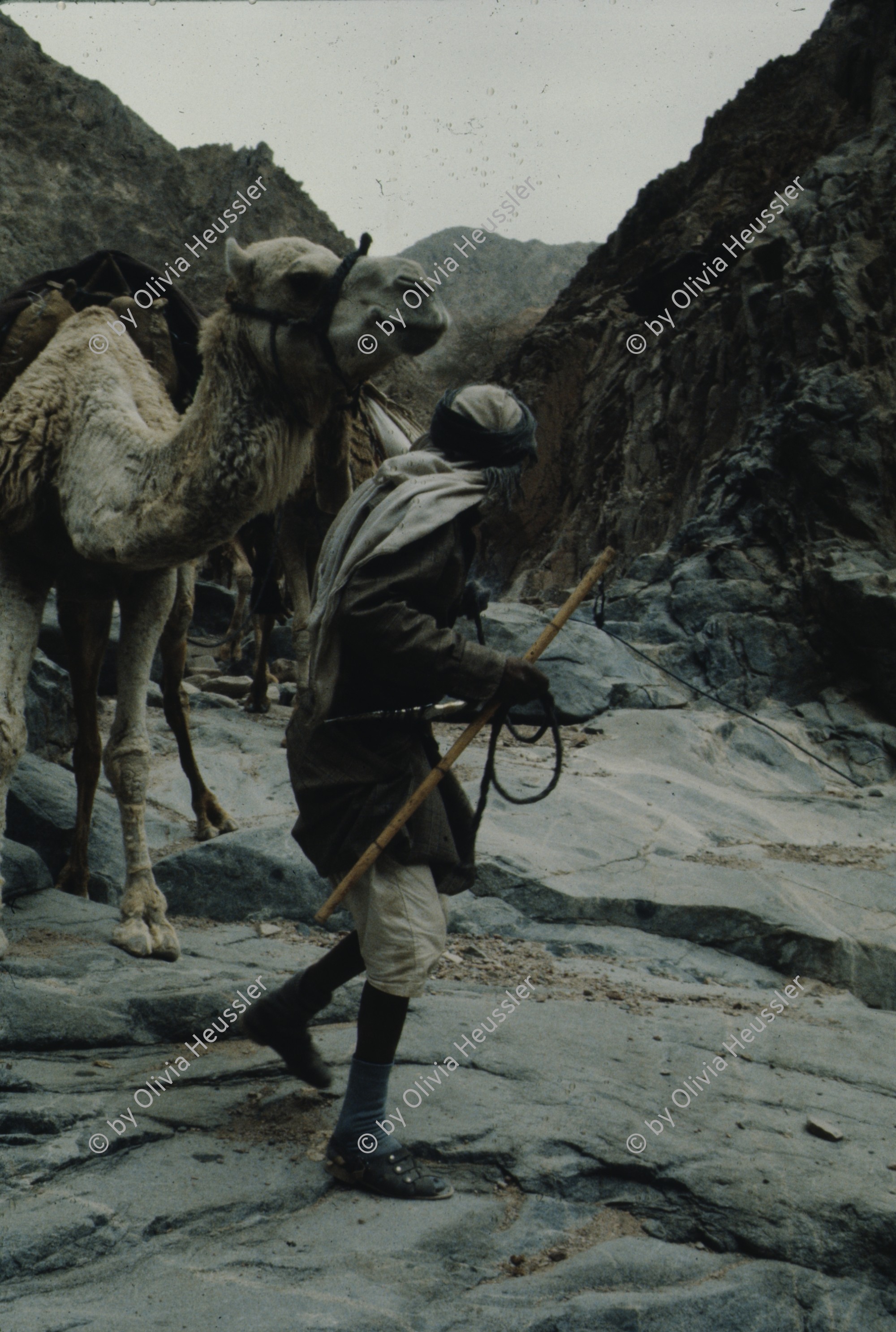 Image of sheet 19803002 photo 69: Beduine mit Kamelen, Sinai Wüste, Israel 1980.