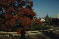 Image of sheet 19803002 photo 7: Baum mit roten Blüten in Moshave am roten Meer, Sinai, Israel 1980.